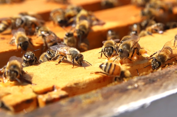 Bees work one of the hives at the Cranberry Highlands Community Apiary. Seb Foltz/Butler Eagle 07/19/20